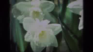 Daffodil Hill California USA (1985): Beautiful White And Yellow Flower Close Up