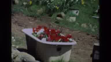 Daffodil Hill California USA (1985): Roses Growing In A Tub With Person Admiring