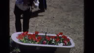 Daffodil Hill California USA (1985): Look A Flore