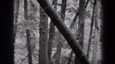 New York USA (1938): Dense Forest Small Pond And People Hiking On A Trail