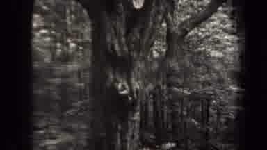 New York USA (1938): These 100 Year Old Trees Are So Cool To See