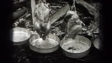 New York USA (1938): Chicken Being Cooked By Hanging Them Above Frying Pans In The