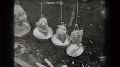 New York USA (1938): Watching A Chicken Roast