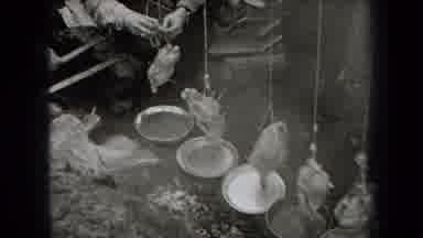 New York USA (1938): Black And White Footage Trussed Birds Hanging Over Pans And
