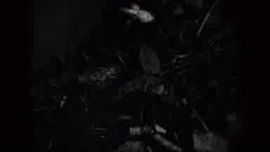 New York USA (1938): View Of Forest With Closeup Of Group With Leaves And People