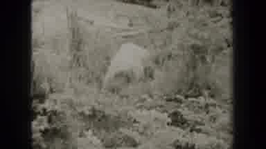 New York USA (1938): Two Women Doing Things In Nature With One Hiking