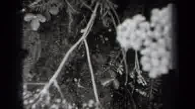 New York USA (1938): In Nature There Are Several Plants Weeds And Flowers That Are