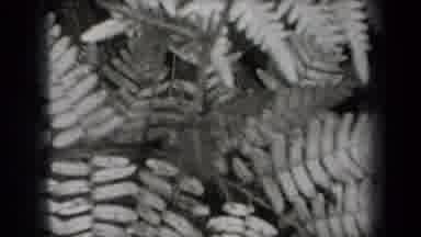 New York USA-1938: A Study Of Flowers And Plants On A Lovely Summer Evening