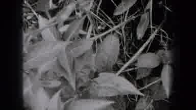 New York USA (1938): Black And White Video Shows Various Flowers Grass And Plants