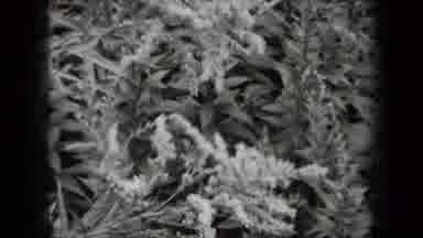 New York USA (1938): A Person Holding A Small Plant Showing Something About It In