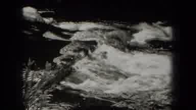 New York USA (1938): Plants Blowing In The Wind Near The River In The Summer