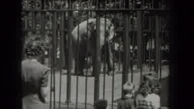 New York USA (1939): The Childrens Are In The Zoo We See The Elephant In The Cage