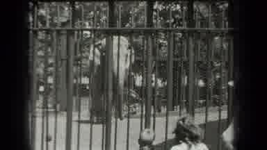 New York USA (1939): Elephant In A Cage At A Zoo With Onlookers Watching Him For
