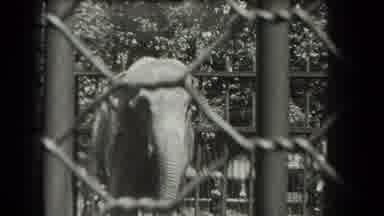 New York USA (1939): Elephant In A Zoo Waving Its Trunk Up And Down Behind Fence