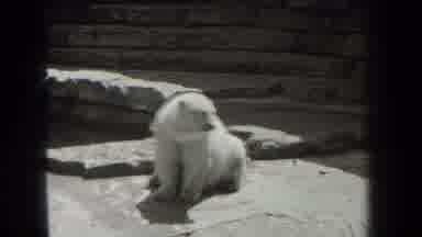 New York USA (1939): Wow Do Zoo Animals Not Look Very Happy Nor Friendly Must Be