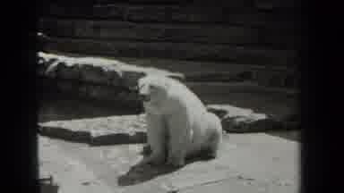 New York USA (1939): Polar Bear Sitting On Rocks In Zoo Grounds Growling Making