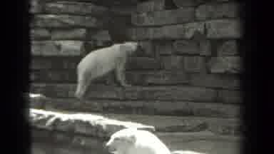 New York USA (1939): A Visit To A Zoo And Watching Two White Bears