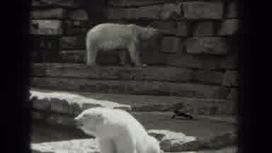 New York USA (1939): Black Bears Are Roaming Around In The Wild And There Polar