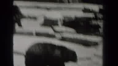 New York USA (1939): A Few Bears Free Roaming Zoo Grounds On Rock Structure