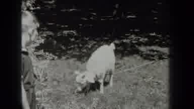 New York USA (1939): The Little Boy And The Girl Look At The Cool Animal Outside