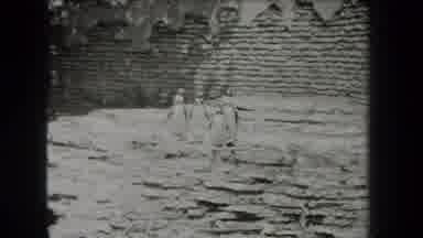 New York USA (1939): Group Of Penguins Found In Forest Tropical Climate Fat Bird