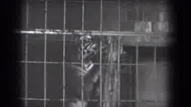 New York USA (1939): Watch As A Beautiful Tiger Sharpens Its Claws On A Sharpening
