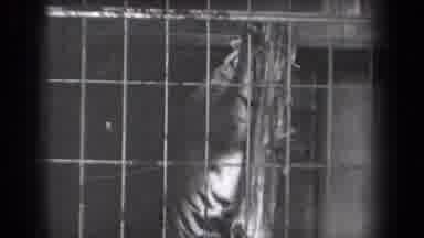 New York USA (1939): A Small Short Film Showing A Tiger Biting On A Big Pole And A