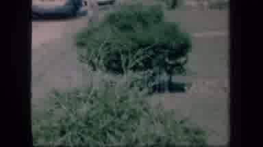 New York USA-1958: Two Bushes And A Flowering Plant In A Grassy Yard
