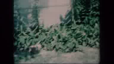 New York USA (1958): Green Plants Growing Next To A Building With A Window