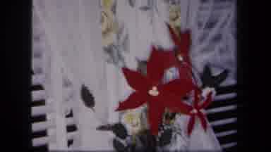 New York USA (1958): Red Poinsettia With Green Leaves Decorations On A White