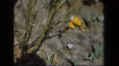New York USA (1958): Neglected Garden With Dying Flowers Outside A House In The
