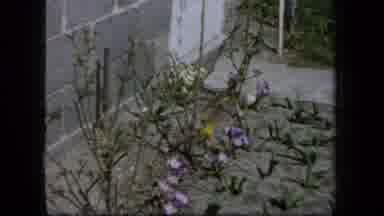 New York USA (1958): A View Of A Garden And Flower Bed That's Dry And In Need Of