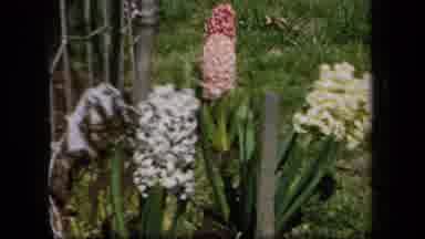 New York USA (1958): Flowers In A Garden Growing Nice And Fast While Looking