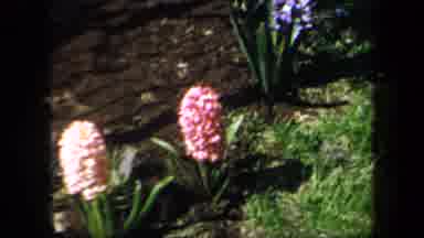 New York USA (1958): The Woman Who Spends Hours Tending To Her Beautiful Garden