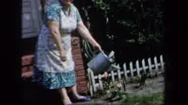 New York USA (1958): Video Of A Woman Watering Bright Red Tulips