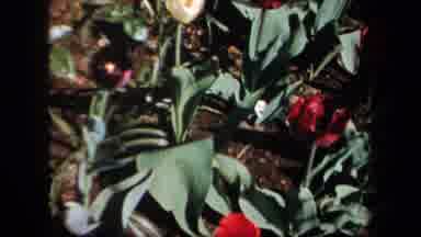 New York USA (1958): A Bed Of Tulips With Many Different Colors Of Flowers