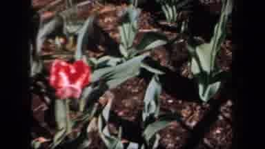 New York USA (1958): Example Of Fresh Colorful Budding Flowers Emerging From The