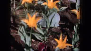 New York USA (1958): Shaky Footage Of Field Of Yellow Red And Purple Flowers