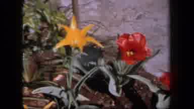 New York USA (1958): Peeking At The Garden Flowers Through The Eyes Of A Child