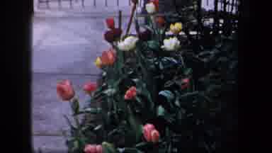 New York USA (1958): Beautiful Multicolored Roses Growing Beside A Sidewalk As A