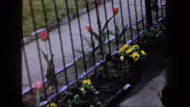 New York USA (1958): Video Panning Over Multiple Flowers Of Various Sorts In