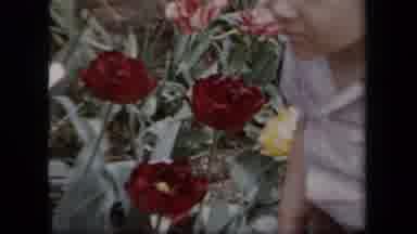 New York USA (1958): Young Boy Bending Over Smelling Yellow And Red Flowers In A