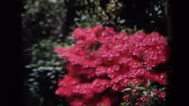 New York USA (1958): Our New Garden