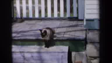 New York USA (1959): The Cat Watching Near There Any Food Yet For Eating