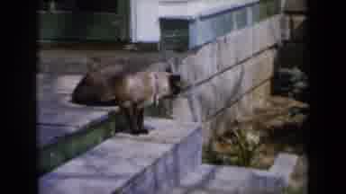 New York USA (1959): Siamese Cat Stalking Prey In Grass From Top Step Of Porch