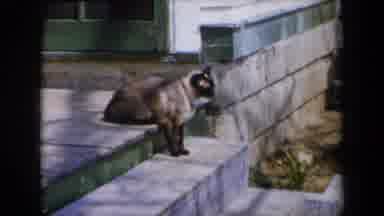 New York USA (1959): A Cat Sitting On A Porch With A Kid Running To It