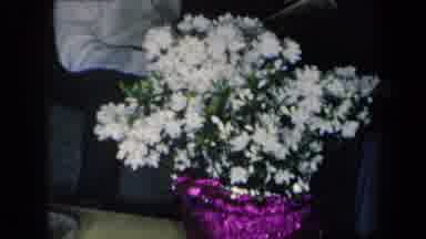 New York USA (1959): Purple Flower Plot White Flower Black Hair Woman Moving Sofa