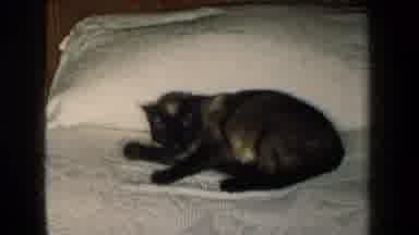 New York USA (1959): A Cat Sitting On A Bed In A Bedroom While The Owner Watches