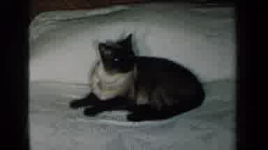 New York USA (1959): A Black Cat Self-Cleaning Itself Via Methods Of Saliva And