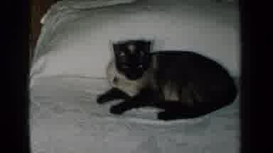 New York USA (1959): Persian Cat Intently Watching Something While Laying On A